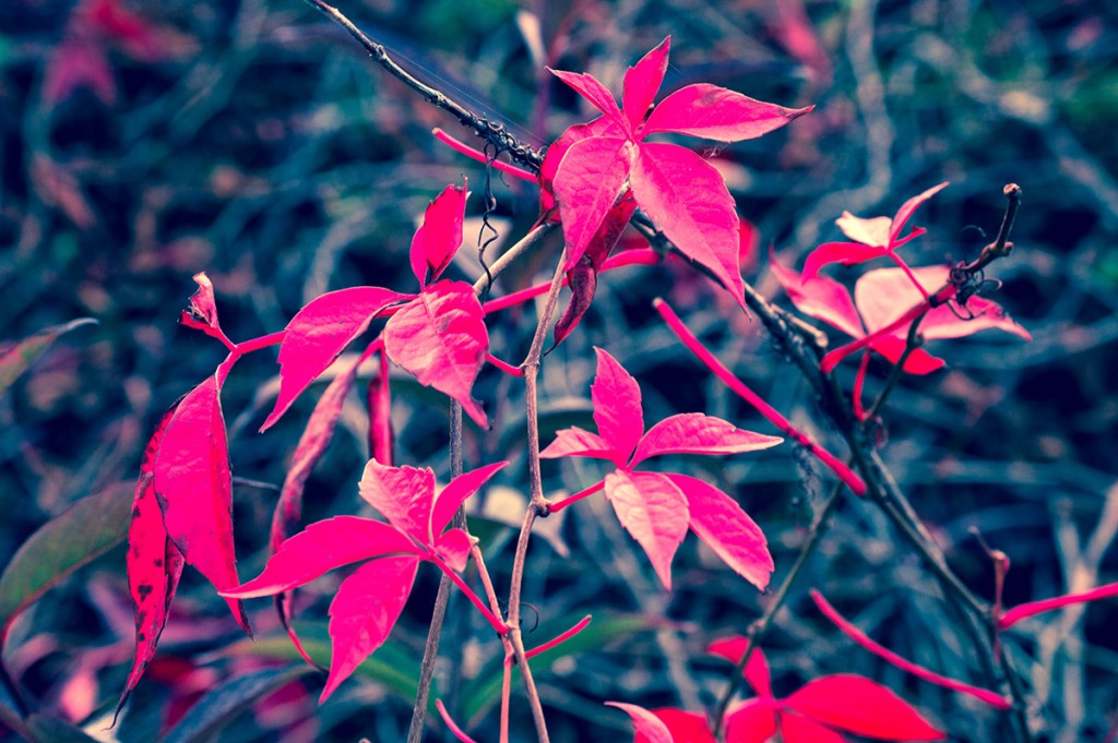 prettyleaves Lisa Fotios Photography